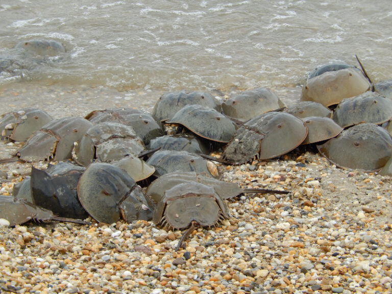 DuPont Nature Center offers fun activities in July