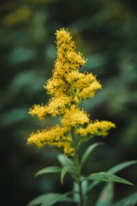 Abbott’s Mill native plant sale planned for October 4