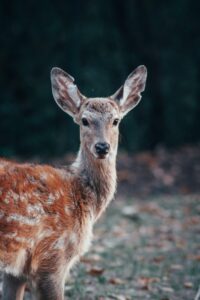 Delaware Boasts One of the Nation’s Longest Deer Hunting Seasons