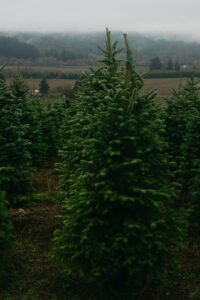 Christmas Tree Farms in the area