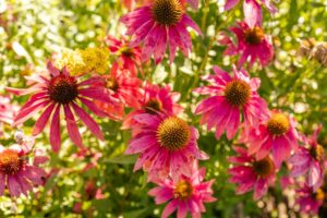 March is Perfect for Planting Native Species