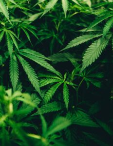Retail marijuana