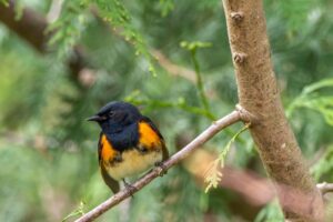 Songbirds of the Swamp Returns to Snow Hill for Immersive Birding Weekend