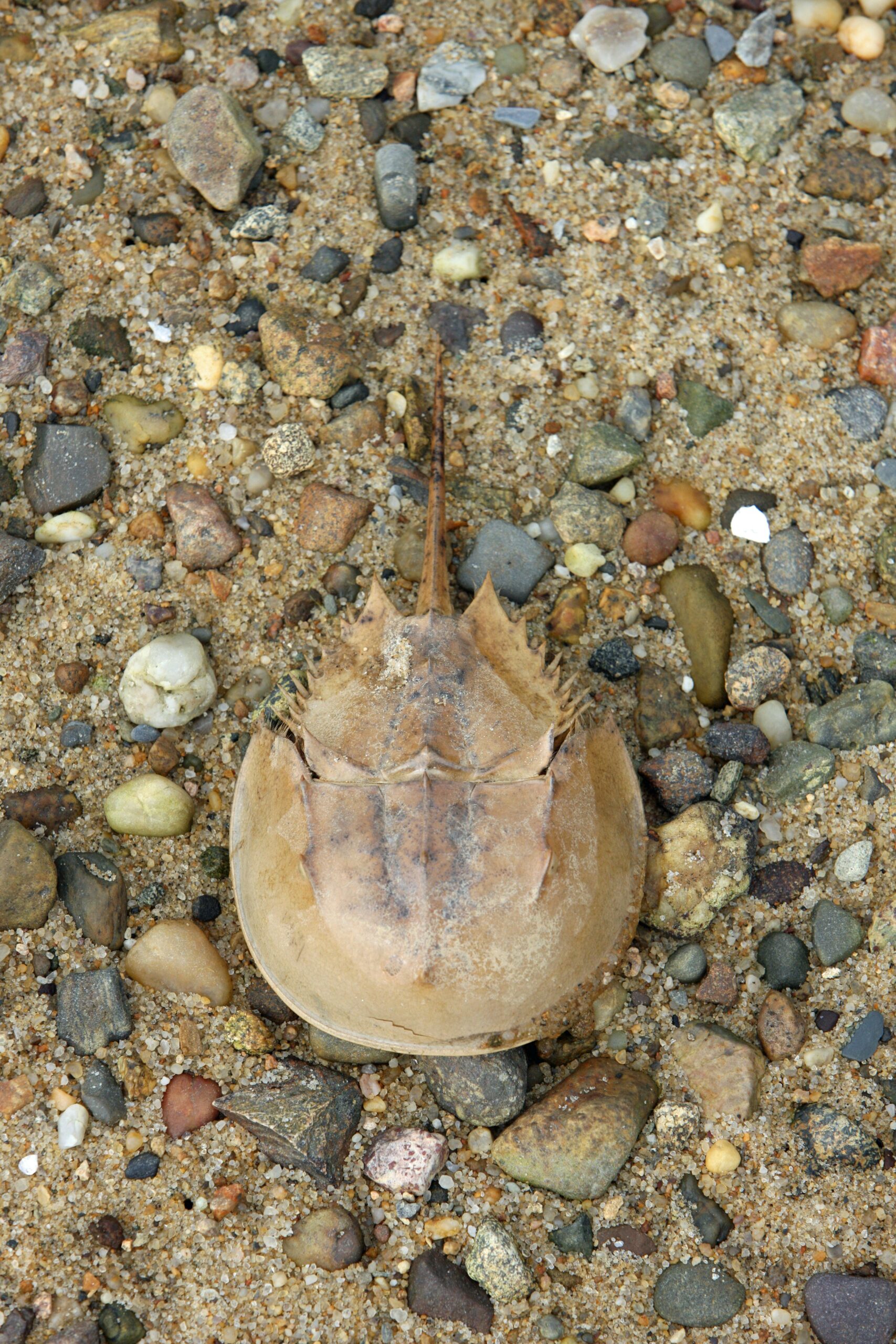 horseshoe crab