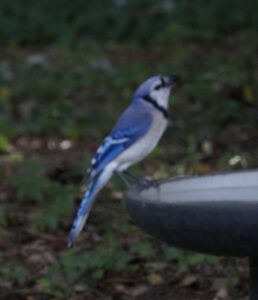 What is That in My Backyard:  Blue Jay