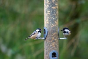 What is That in My Backyard:  Chickadees