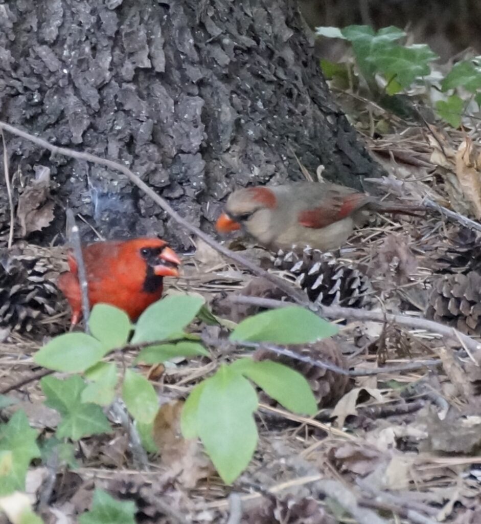 What Is That in My Backyard:  Northern Cardinal