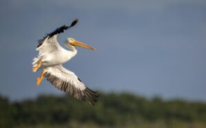 Smith Island Pelican Tours Return for 2026 Season