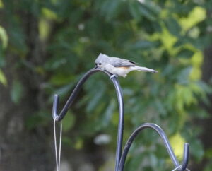 What Is That in My Backyard:  Tufted Titmouse