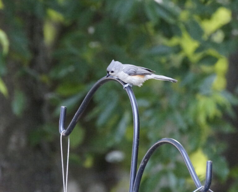 What Is That in My Backyard:  Tufted Titmouse