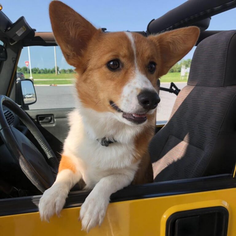 Road Trips With Your Four-Legged Family