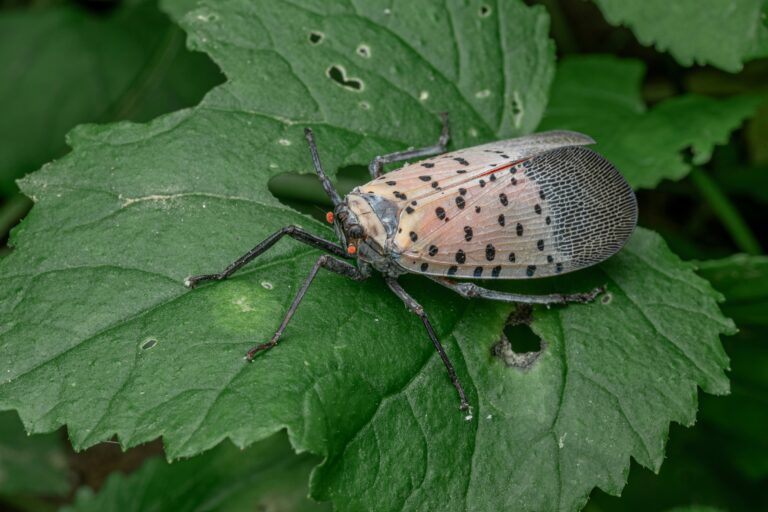 The Spotted Lantern Fly