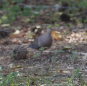 What Is That in My Backyard:  Mourning Dove