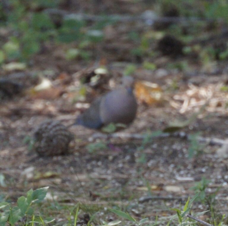 What Is That in My Backyard:  Mourning Dove