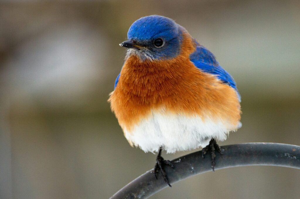 What is That in My Backyard? Eastern Bluebird