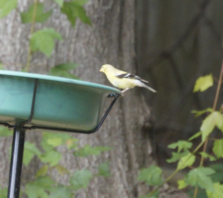 What is That in My Backyard? American Goldfinch