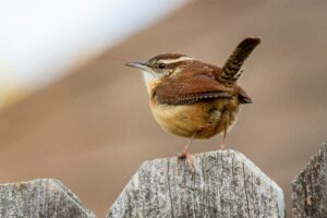 What is That in my Backyard? Carolina Wren