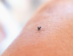 More Than Just an Itch: Mosquitoes Can Spread Serious Diseases in Delaware
