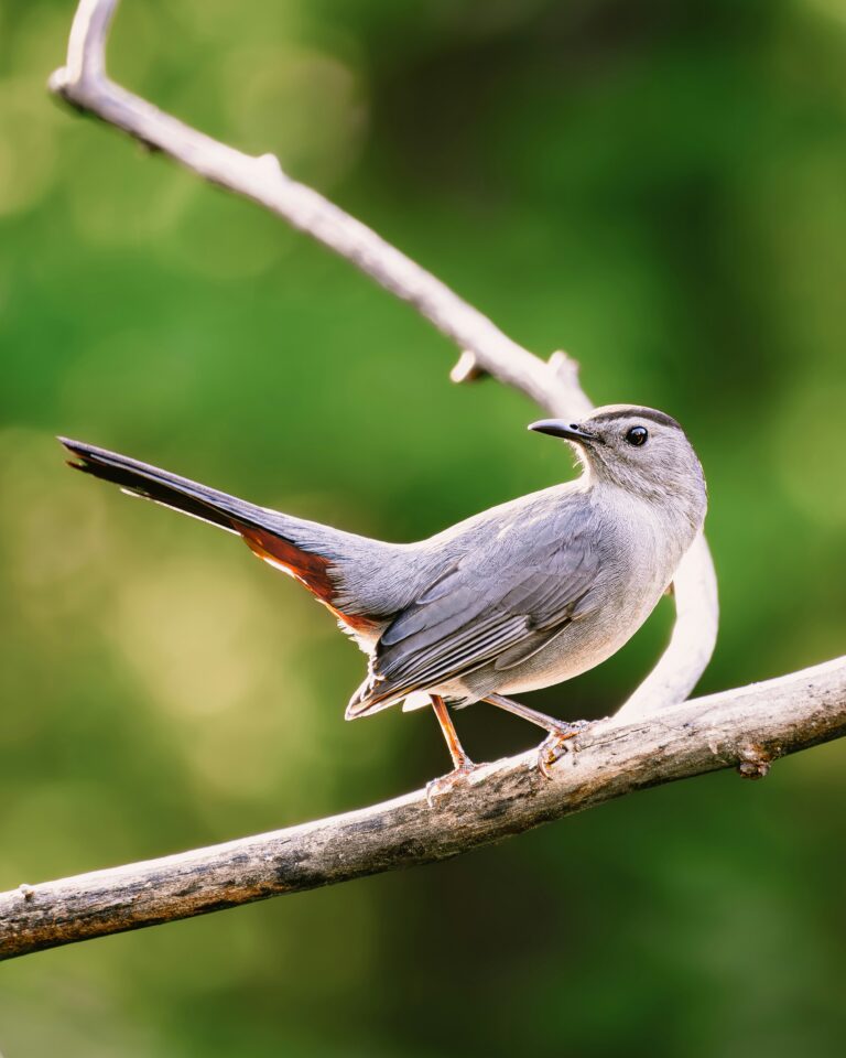 What is That in My Backyard? Gray Catbird