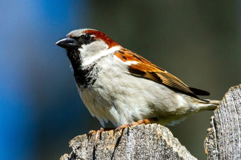What Is That in My Backyard? House Sparrow
