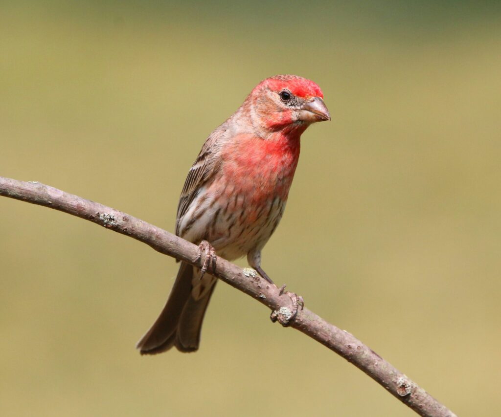 What is That in My Backyard? House Finch