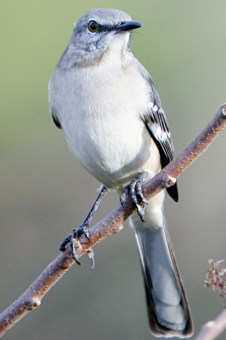 What is That in My Backyard?  Northern Mockingbird