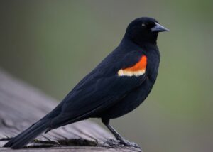 What is That in my Backyard?  Red Wing Blackbird