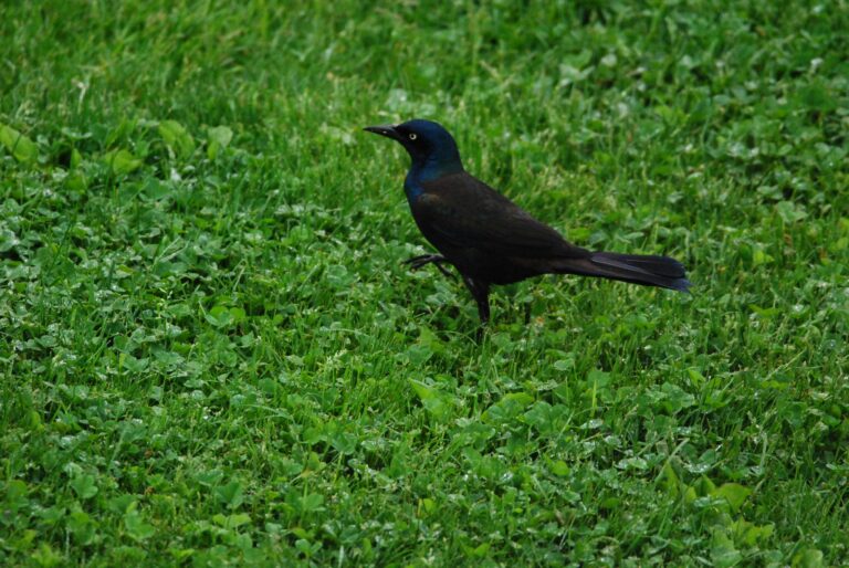 What is That in My Backyard: The Common Grackle