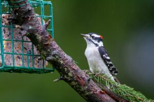 What is That in My Backyard?Downy Woodpecker