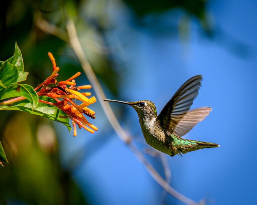 Ruby-Throated Hummingbird