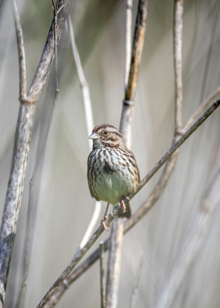 What is That in My Backyard? Song Sparrow