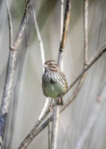 What is That in My Backyard? Song Sparrow