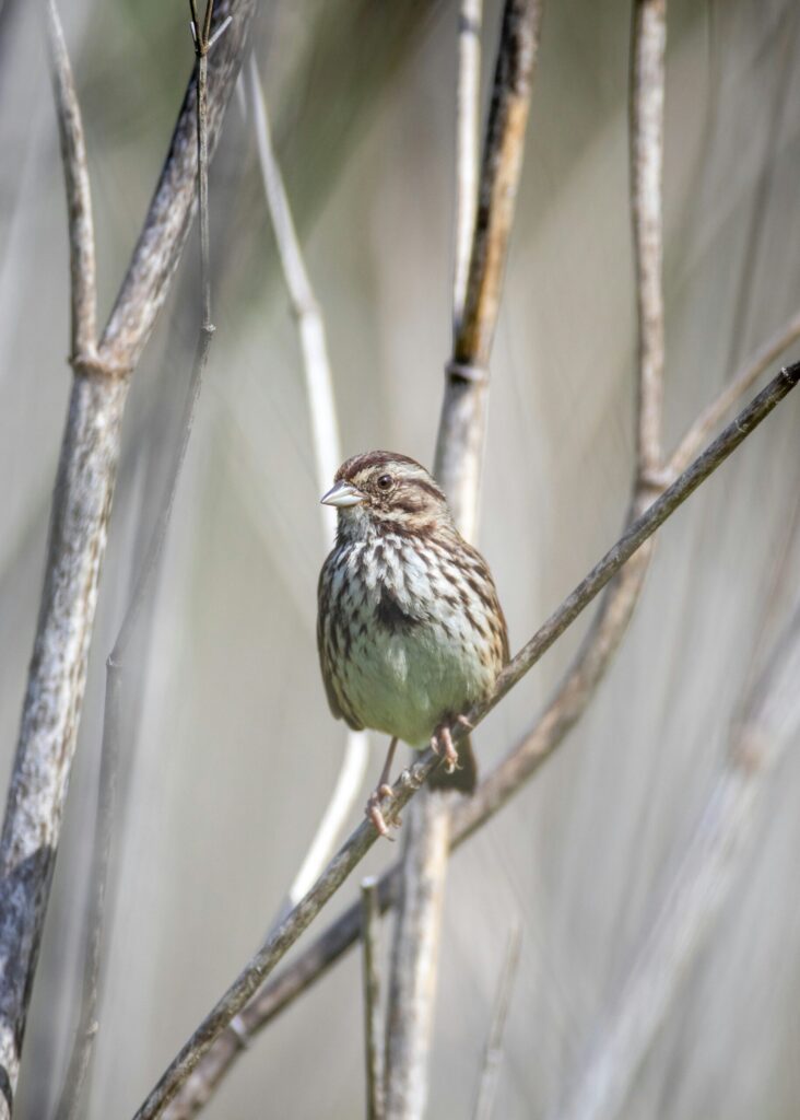 What is That in My Backyard? Song Sparrow
