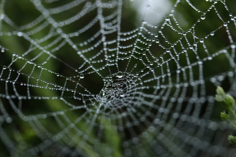 Why Are There Suddenly So Many Spider Webs in Your Yard?