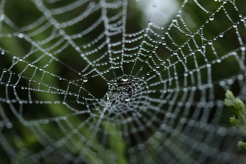 Why Are There Suddenly So Many Spider Webs in Your Yard?
