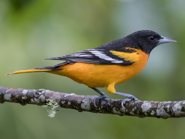 What is That in My Backyard? Baltimore Oriole