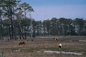Chincoteague Birding Weekend Offers Exclusive NASA Tour, Wildlife Cruise