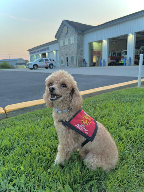 Local Therapy Dog Nominated for National Award