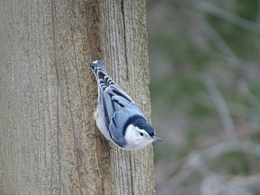 White Breasted Nuthatch