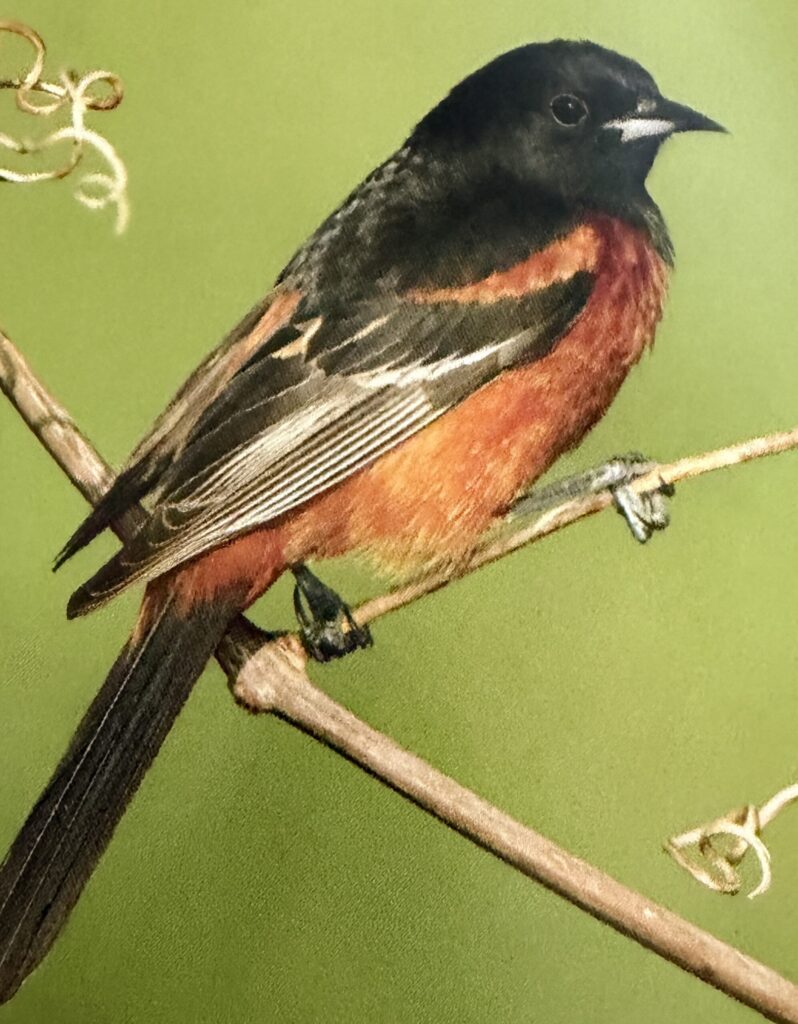 What is That in My Backyard? Orchard Oriole