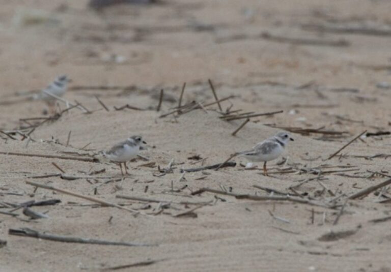 Rare and Endangered Shorebirds Enjoy Nesting Success