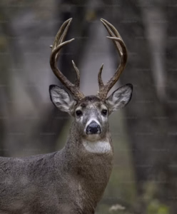 Delaware Drivers Urged to Be Aware of Deer